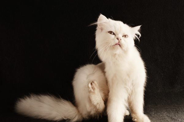 Flöhe bei Katzen – die Symptome und Begleiterscheinungen