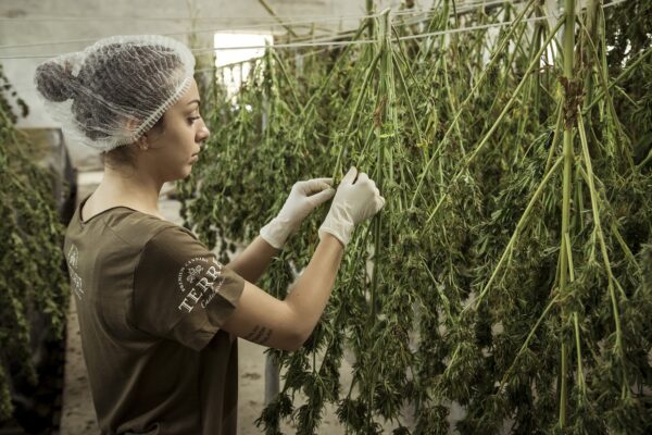 Ist CBD Tropfen kaufen die beste Wahl für mich?
